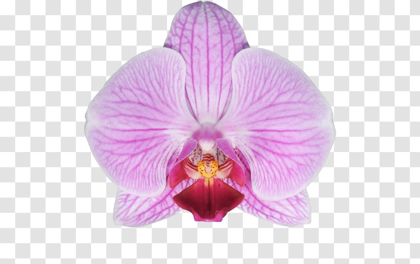 Moth Orchids Cattleya Stolk Flora FloraXchange - Orchid Leaves Transparent PNG