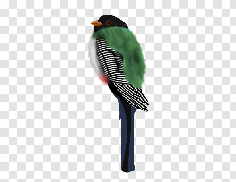 Parakeet Feather Beak Transparent PNG
