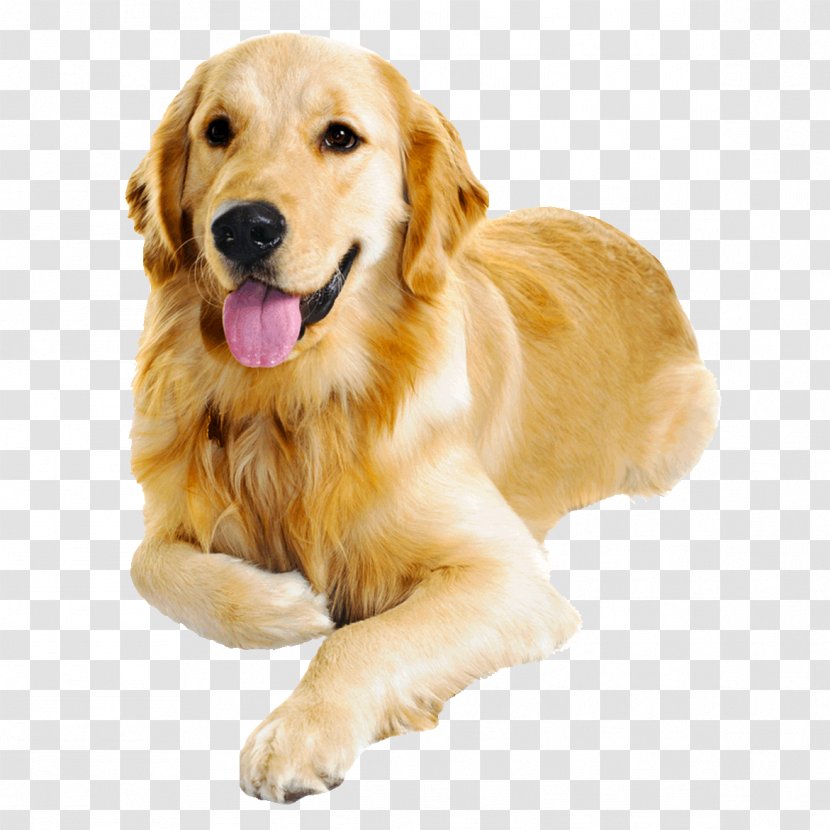 Golden Retriever Dog Food Puppy Cat Health - Biscuit Transparent PNG