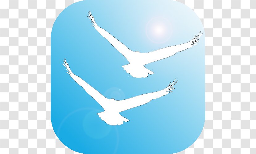 Seabird Peace Symbols Beak Water Bird Transparent PNG