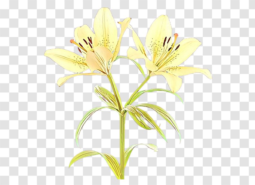 Cut Flowers Lily Of The Incas Plant Stem Pollen Plants - Herbaceous Transparent PNG
