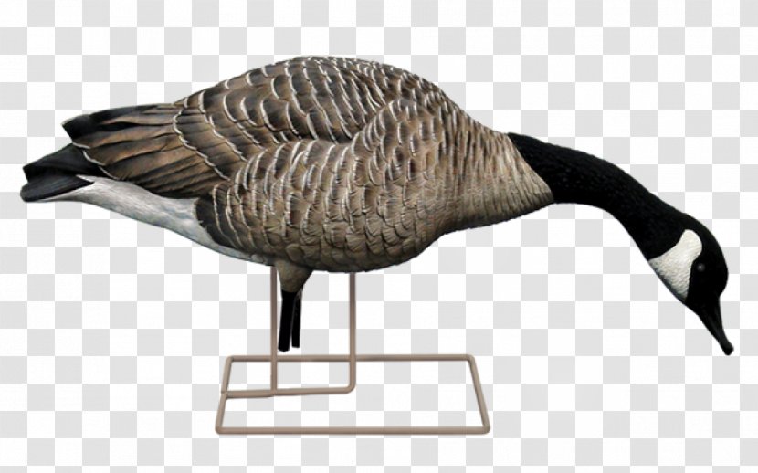 Canada Goose Duck Decoy Mallard - Neck Transparent PNG