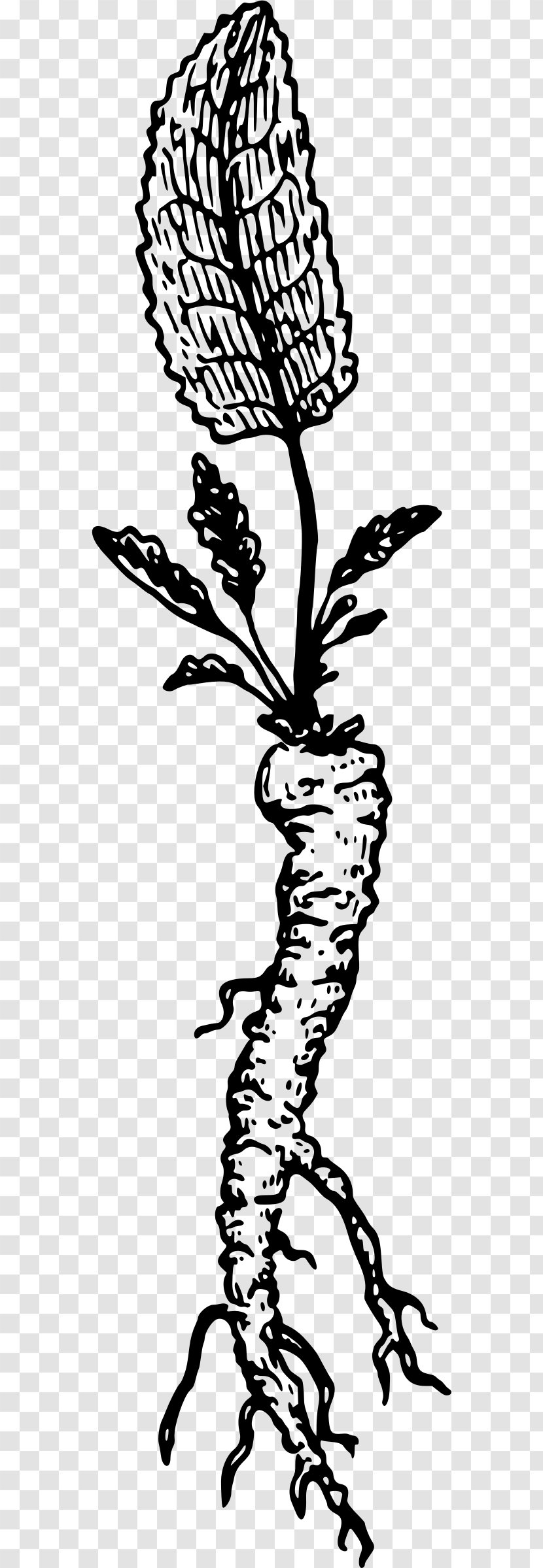 Horseradish Root Drawing Clip Art - Radish Transparent PNG