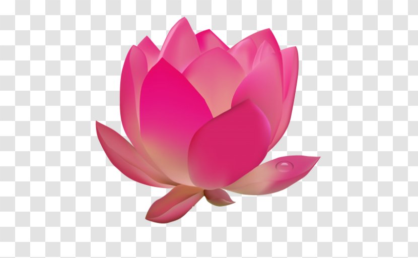 Lotus - Plant - Water Lily Transparent PNG