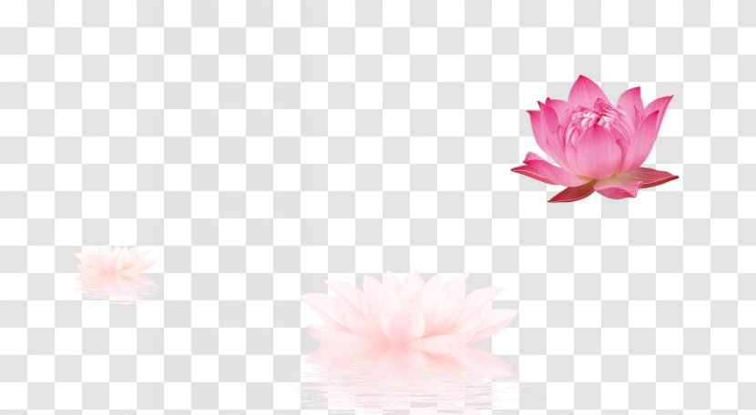 Petal Pattern - Flower - Lotus Transparent PNG