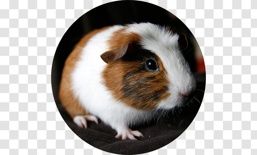 Guinea Pig Ferret Pocket Pet - Mammal Transparent PNG