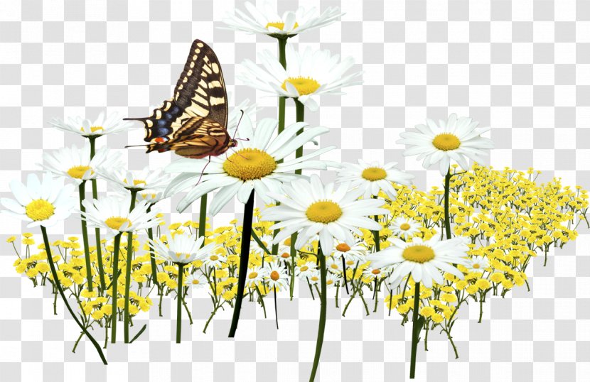 Monarch Butterfly Brush-footed Butterflies Oxeye Daisy Insect Roman Chamomile - Beauty - Camomila Filigree Transparent PNG