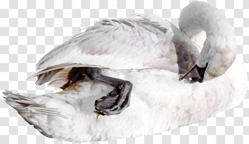 Duck Cygnini Bird Goose Mallard - Photography - Creative Beautiful Swan Transparent PNG