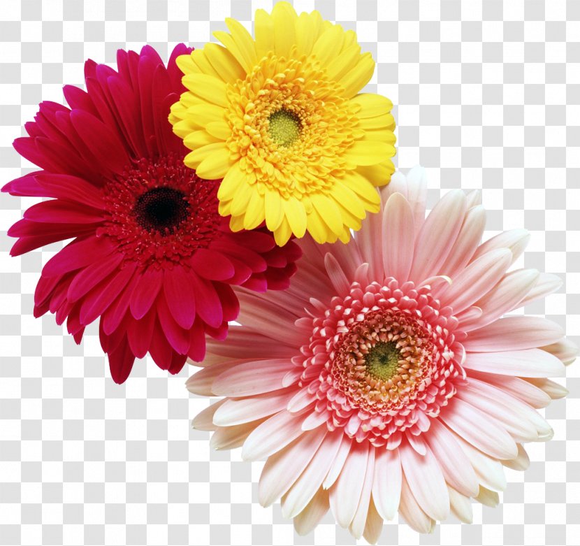 Cut Flowers Floristry Gerbera Jamesonii Flower Bouquet - Camomile Transparent PNG