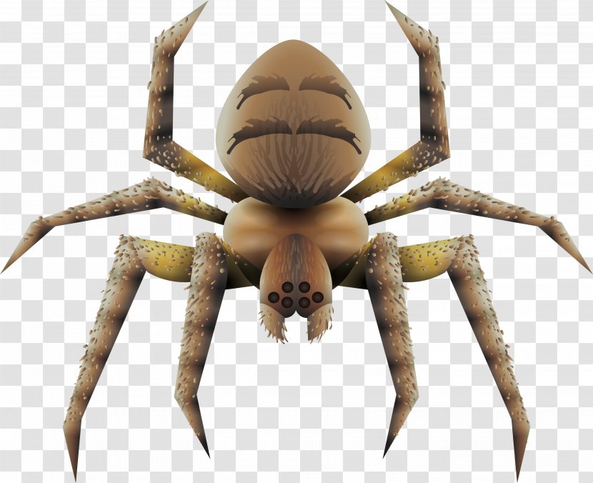 Spider Tarantula Euclidean Vector - Brown Recluse - Scary Spiders Transparent PNG
