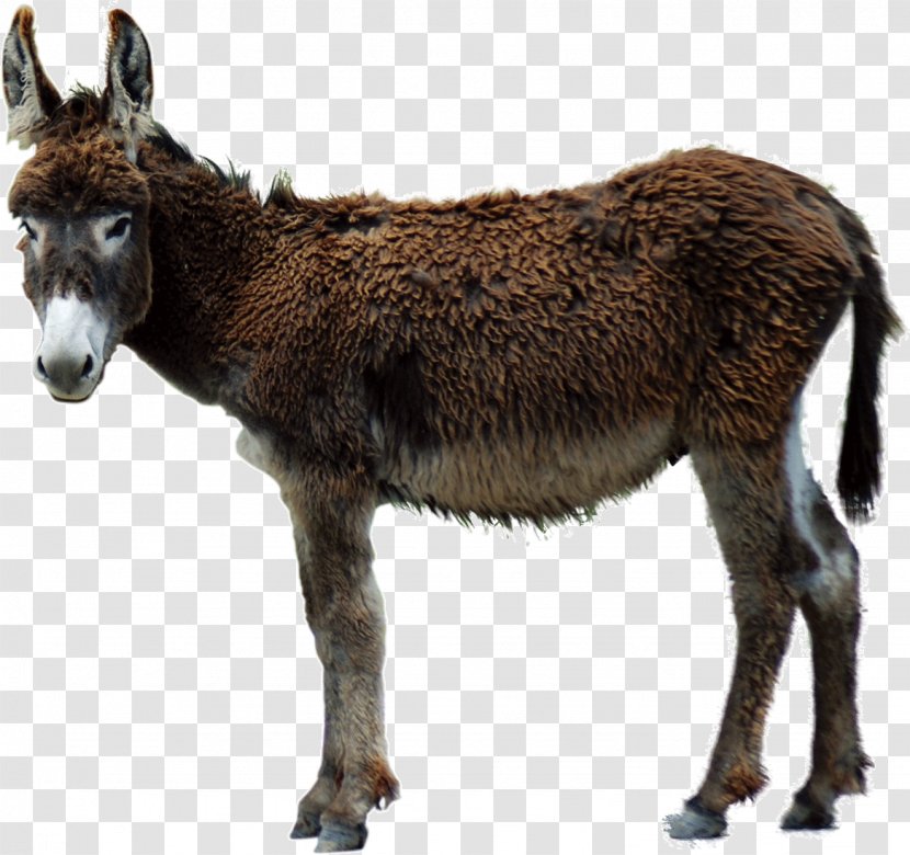 Aasi Poitou Donkey Clip Art - Video Transparent PNG