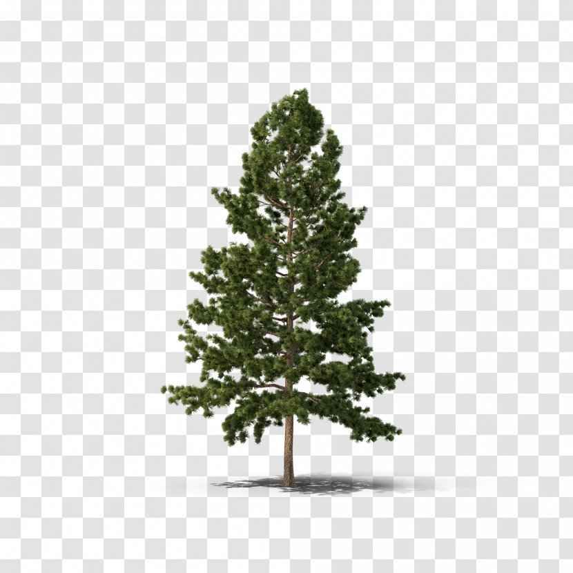 Pine Fir Spruce Tree Conifers - Oak - Fir-tree Transparent PNG