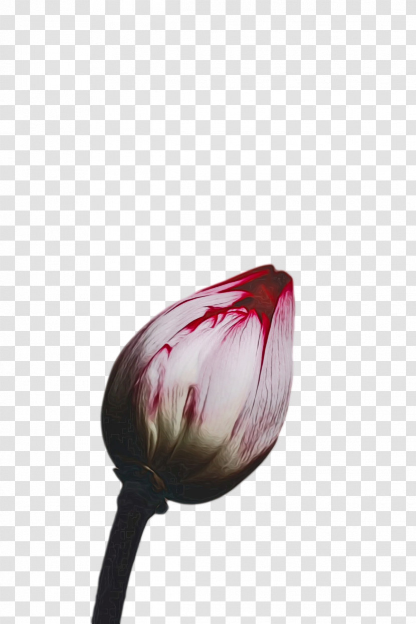 Tulip Flower Lilies Petal Red Transparent PNG