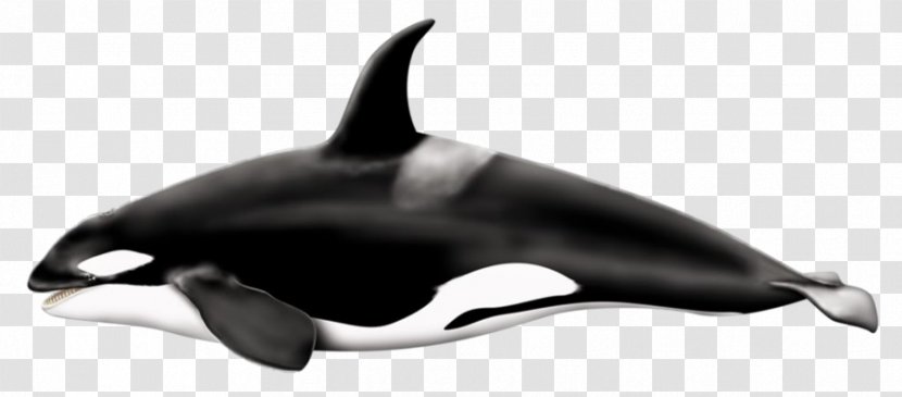 Killer Whale Fin Clip Art - Marine Mammal Transparent PNG