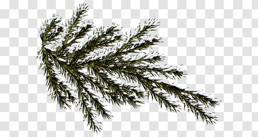 Spruce Nordmann Fir Branch Plant Tree - Twig - Linterna Verde Transparent PNG