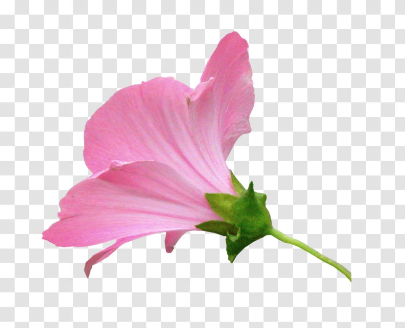 Mallows Pink M Herbaceous Plant Annual - Family Transparent PNG