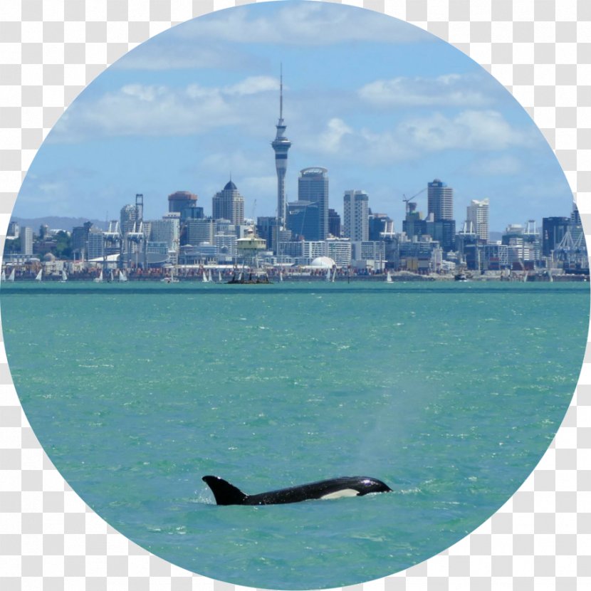 Cetacea Killer Whale Bottlenose Dolphin Auckland & Safari - Animal Migration - Whales Dolphins And Porpoises Transparent PNG