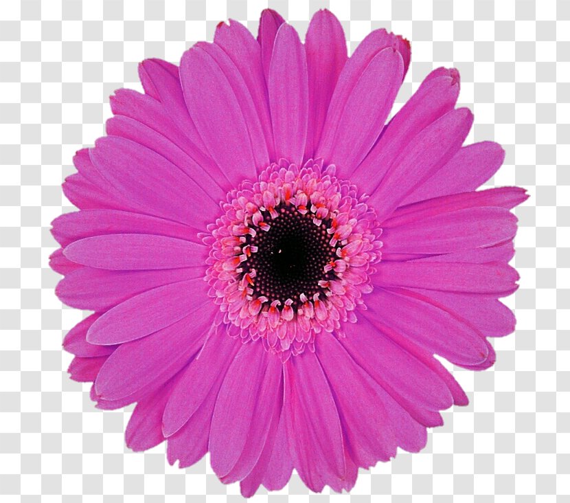 Stock Photography Blanket Flowers Royalty-free - Violet - Gerbera Transparent PNG