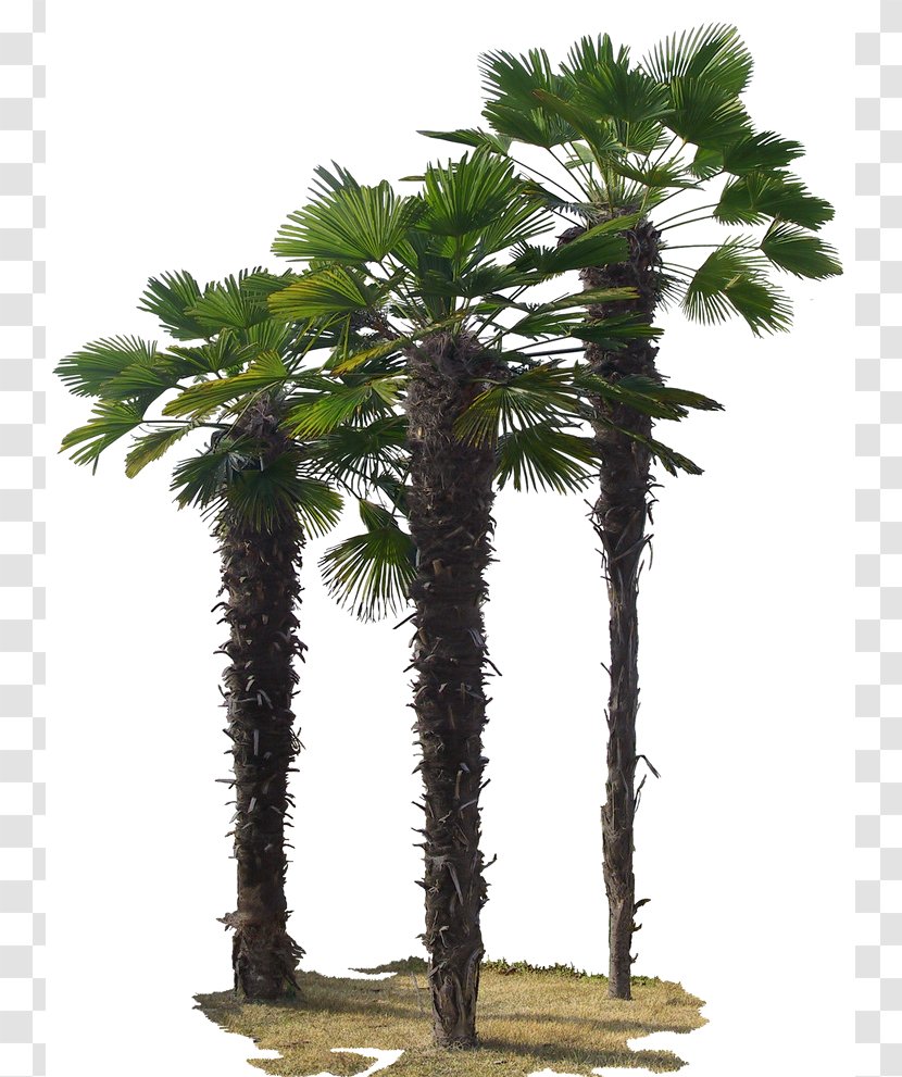 Asian Palmyra Palm Tree Green - Trunk Transparent PNG