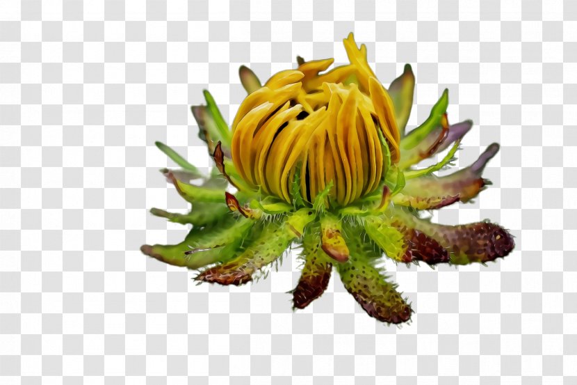 Sunflower - Leaf - Wildflower Transparent PNG