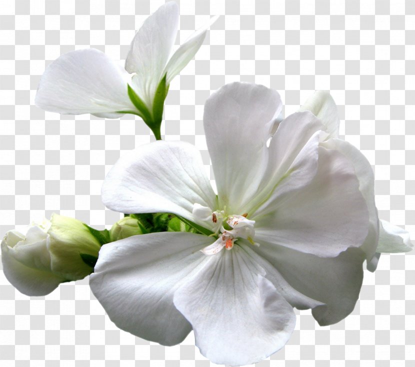 Flower Download Clip Art - Blossom - Wedding Transparent PNG
