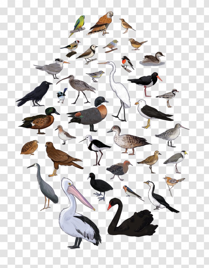 Bird Migration Tasmanian Birds Beak - Seabird Transparent PNG