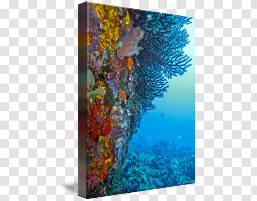 Coral Reef Fish Modern Art Marine Biology - Diamond Rock Transparent PNG