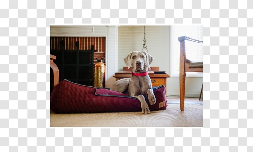 Dog Breed Table Sofa Bed Couch - Flooring Transparent PNG