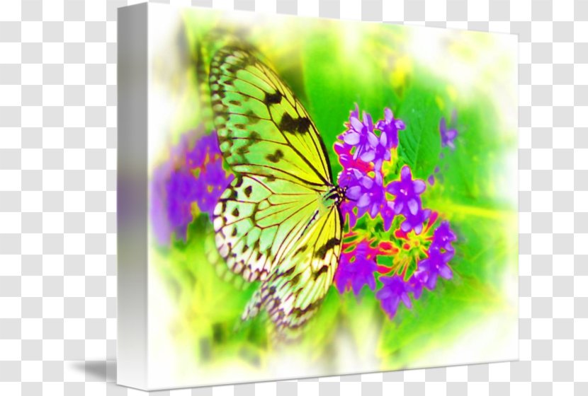 Monarch Butterfly Airbrush Artist Fine Art - Invertebrate - Paper Transparent PNG