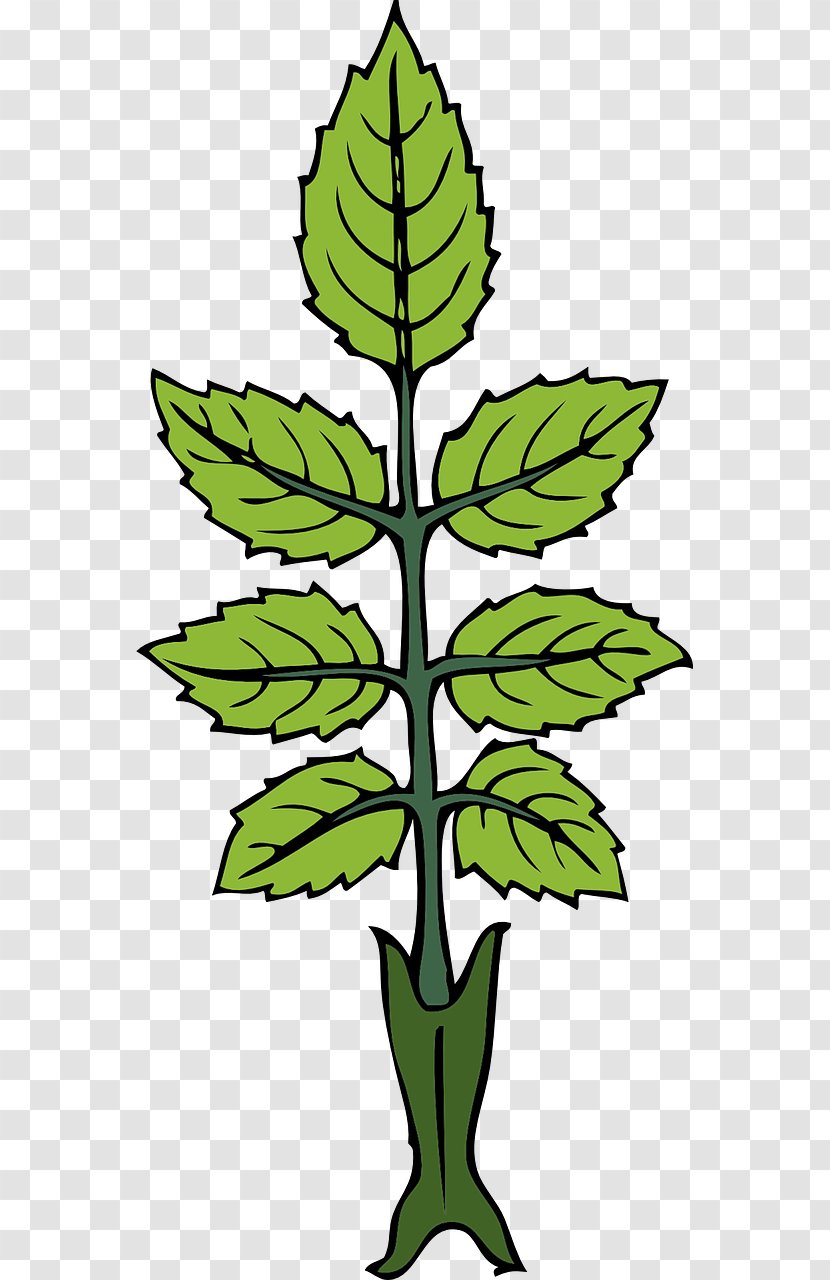 Mint Clip Art - Tree Transparent PNG