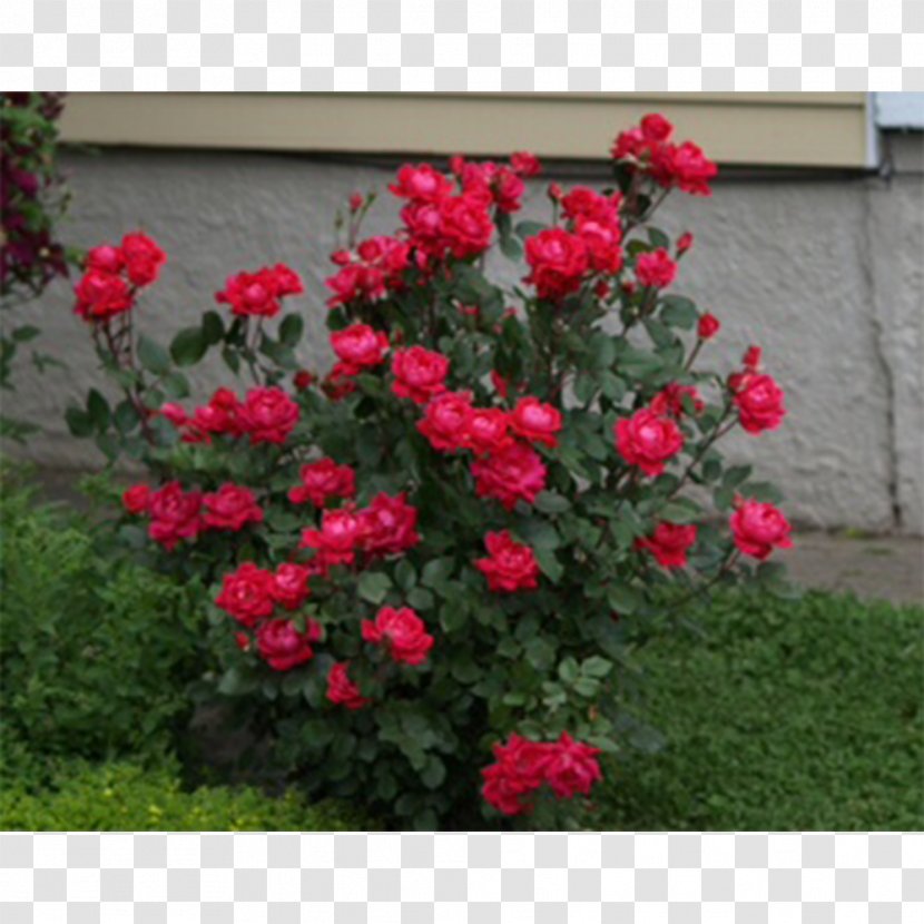 Garden Roses Shrub Red Double Rose - David Ch Austin Transparent PNG
