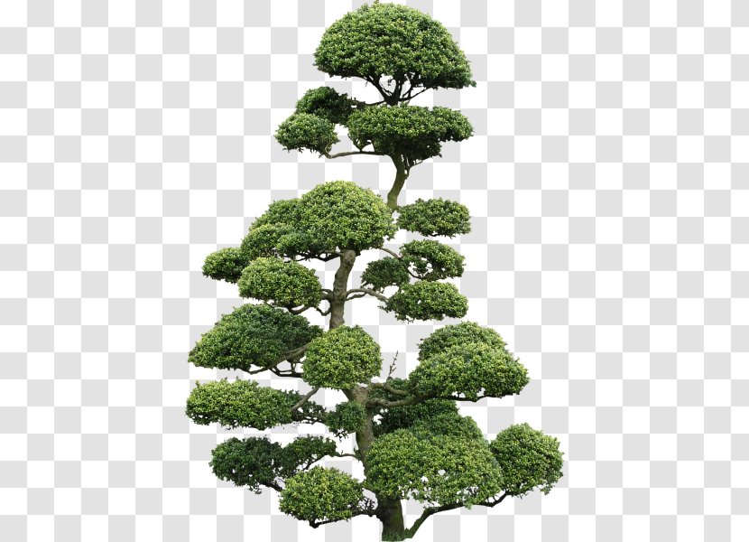 Japanese Holly Bonsai Texture Mapping Cloud Tree Transparent PNG