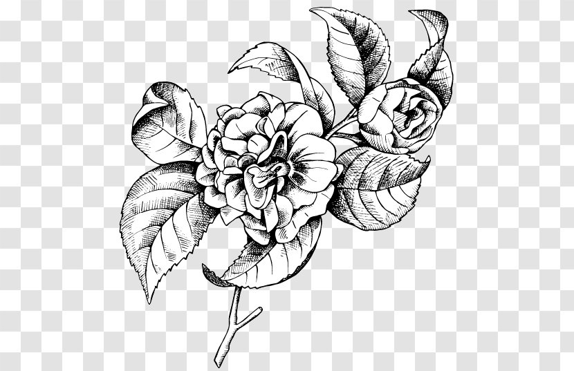 Botanical Illustration Drawing Vector Graphics Line Art - Flowering Plant - Camellia Transparent PNG