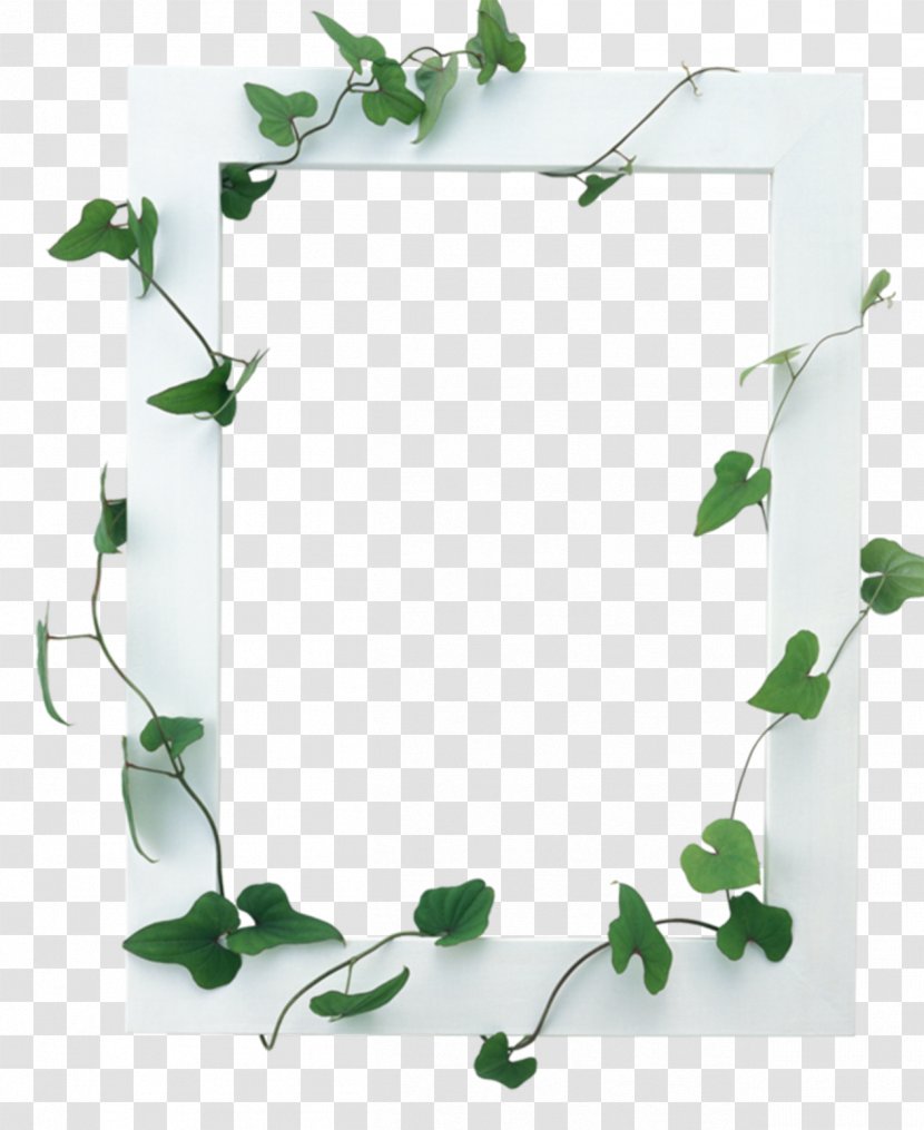 Picture Frames - Flowerpot - Vines Are Available For Free Download Transparent PNG