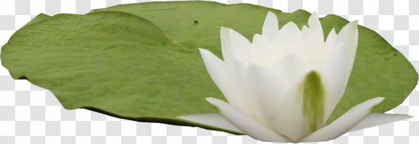 Nelumbo Nucifera Pygmy Water-lily Leaf Clip Art - Lotus - HD Transparent PNG