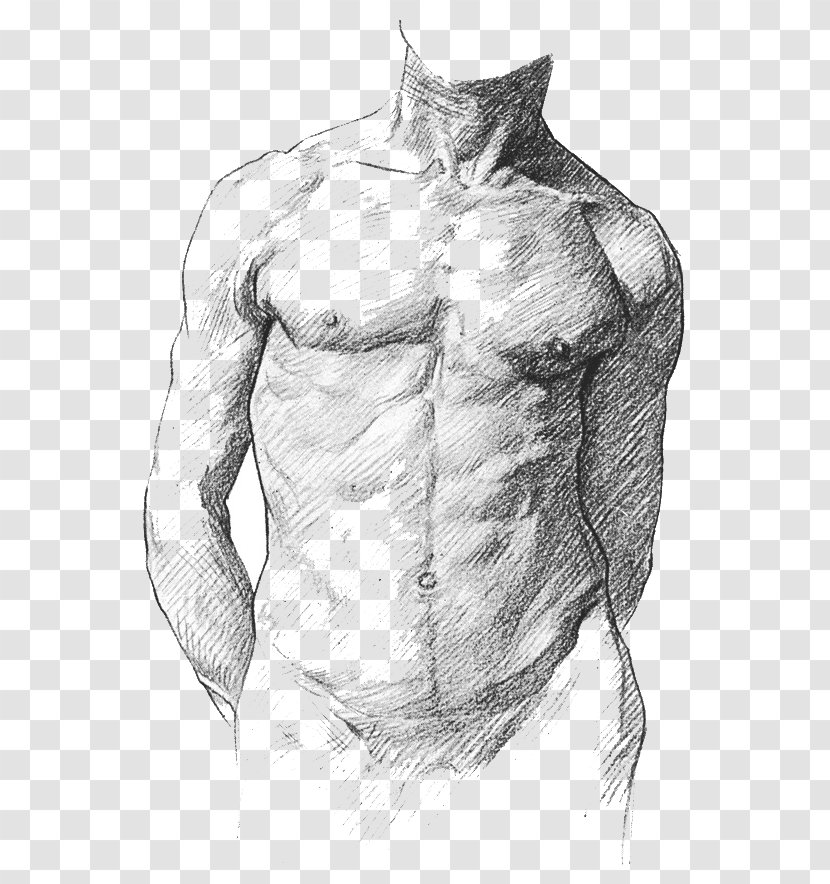 Human Anatomy For Art Students Artists Body - Tree - Muscle Transparent PNG