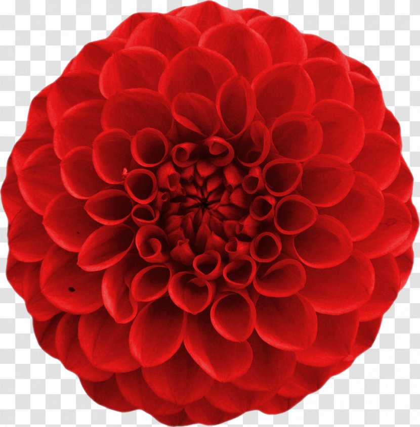 Floristry Cut Flowers Dahlia Petal - Flower Transparent PNG