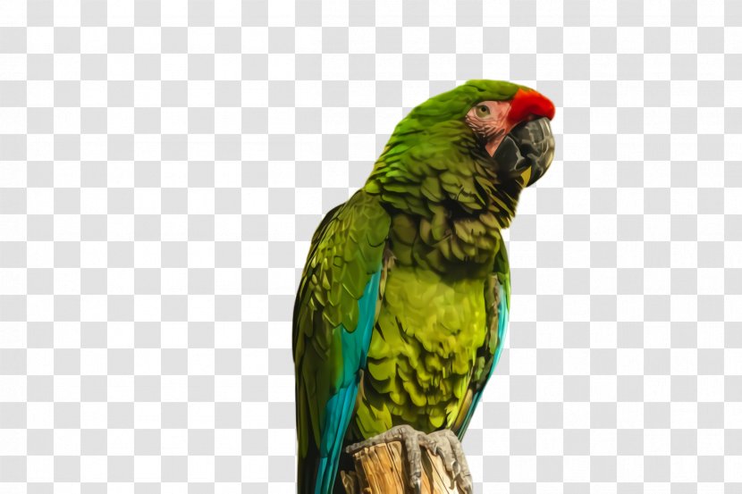 Colorful Background - Iphone 5c - Wildlife Perico Transparent PNG