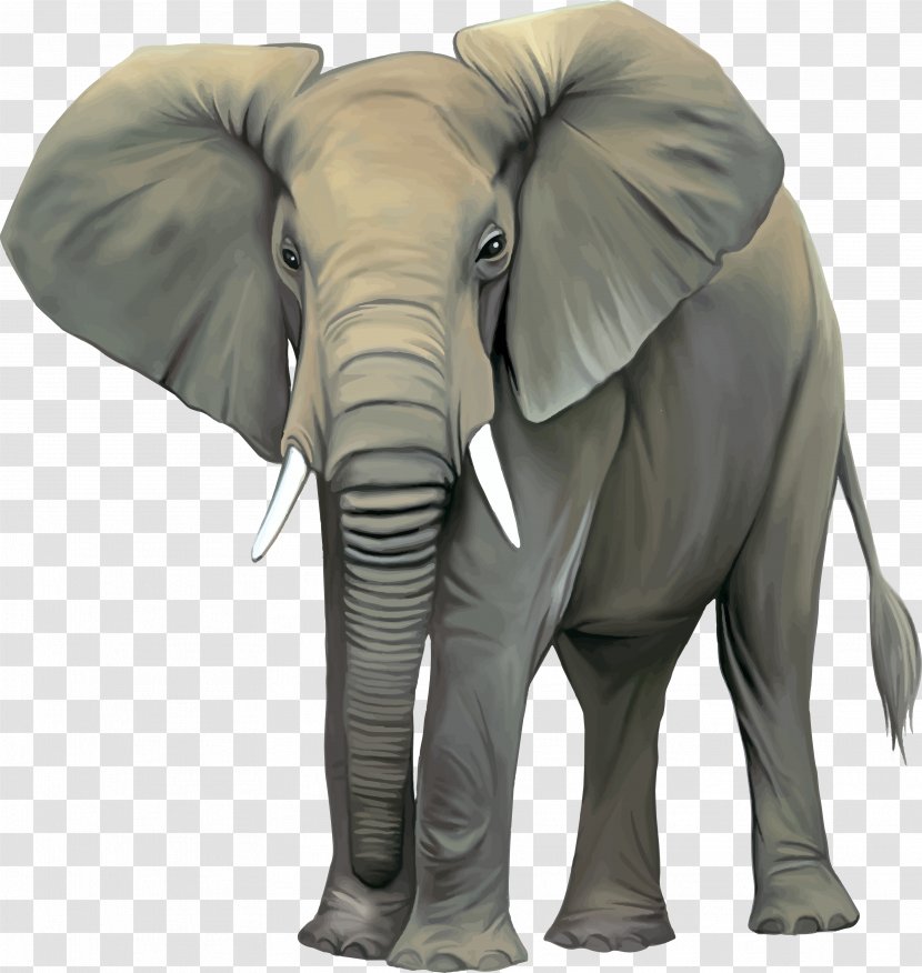 Asian Elephant African Stock Photography Clip Art - Elephants Transparent PNG
