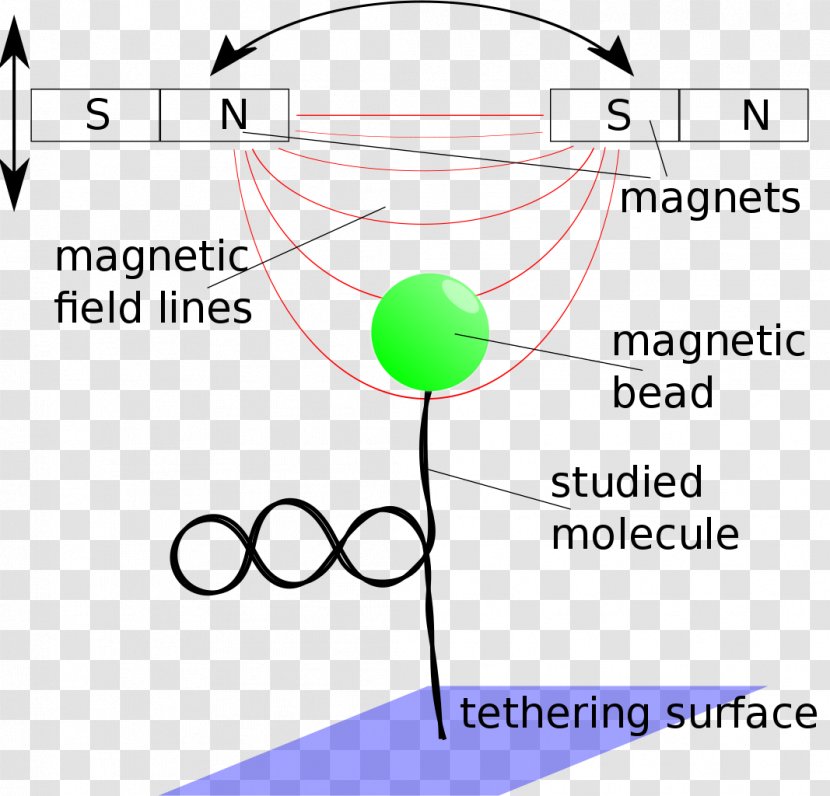 Business Magnetism Magnetic Field Technology Organism Transparent PNG