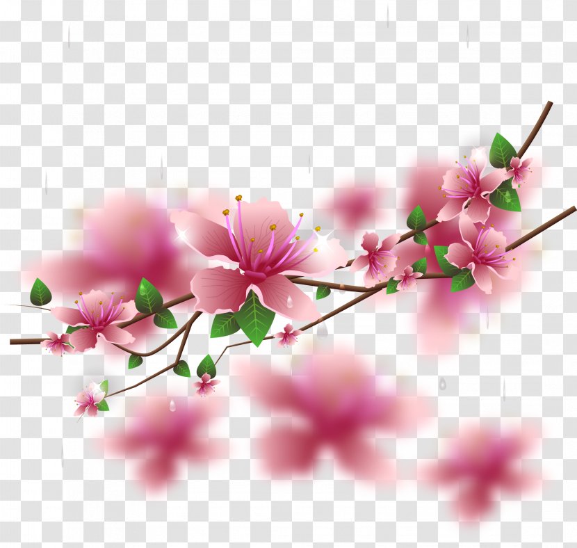 Cherry Blossom Floral Design - Vector Hand Painted Blossoms Transparent PNG