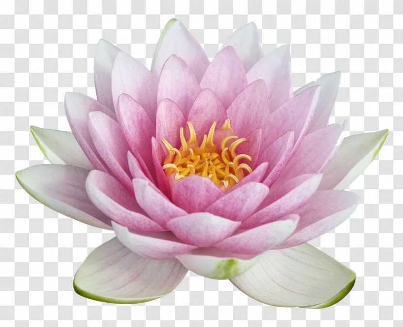 Nelumbo Nucifera Egyptian Lotus Clip Art - Pink - Image Transparent PNG