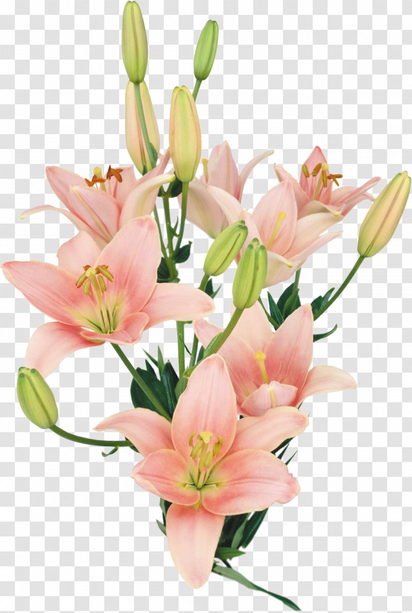 Lilium Flower Bouquet Clip Art - Crocus Transparent PNG