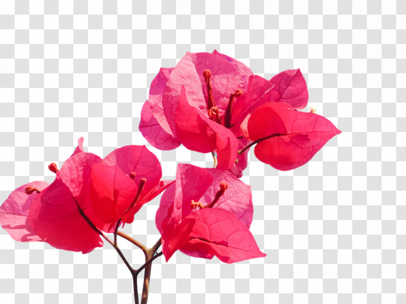 Garden Roses Transparent PNG