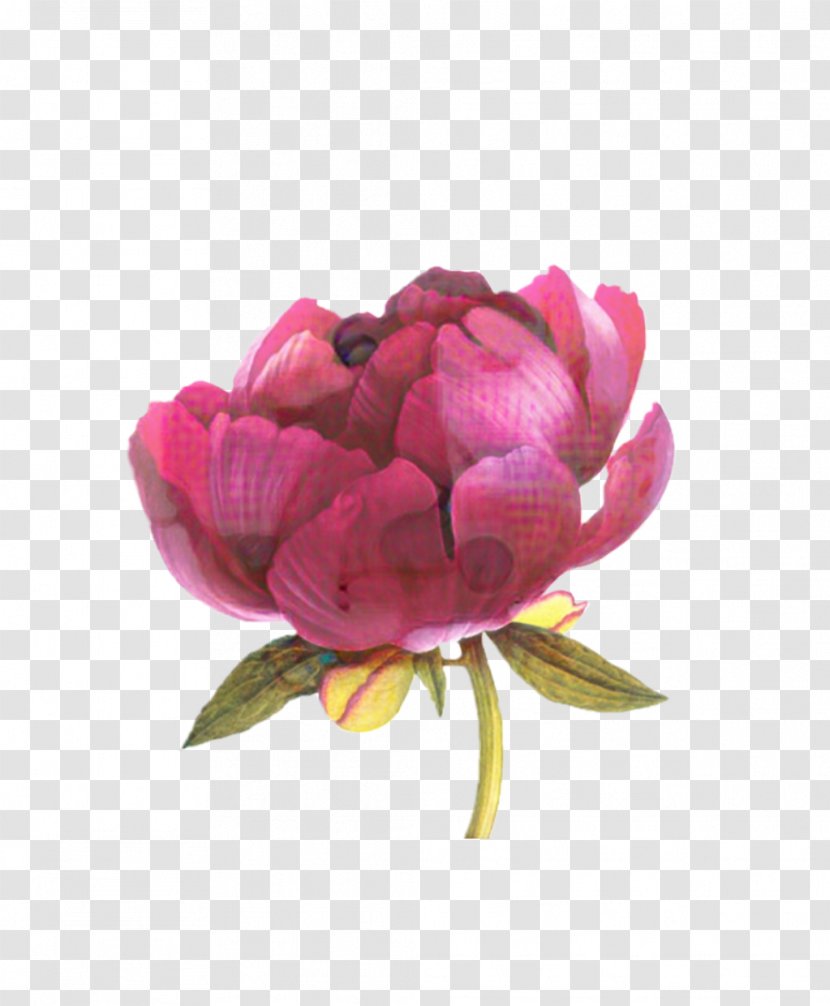 Garden Roses Cabbage Rose Floribunda Cut Flowers Peony - Rosa Gallica - Magenta Transparent PNG