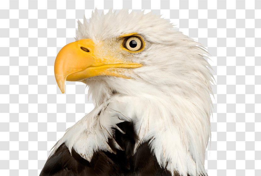 Bald Eagle Clip Art - Beak Transparent PNG