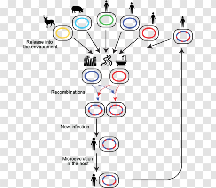 Genetic Recombination Population Genetics Mycobacterium Avium Homologous - Parallel - Ym Transparent PNG