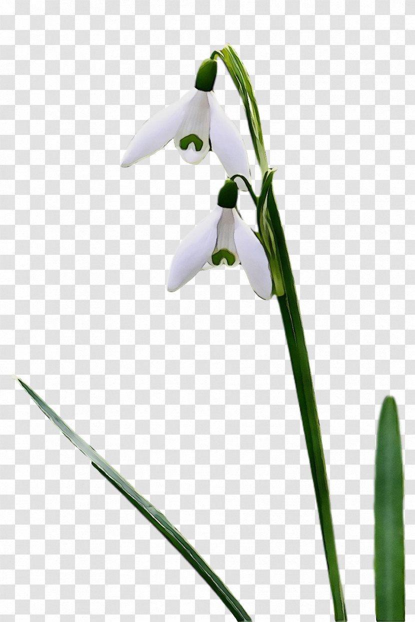 Flower Galanthus Snowdrop Plant Plant Stem Transparent PNG