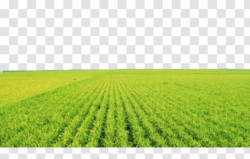 Agricultural Aircraft Paddy Field Agriculture Fertilizer Clip Art - Business - Green Rice Fields Transparent PNG
