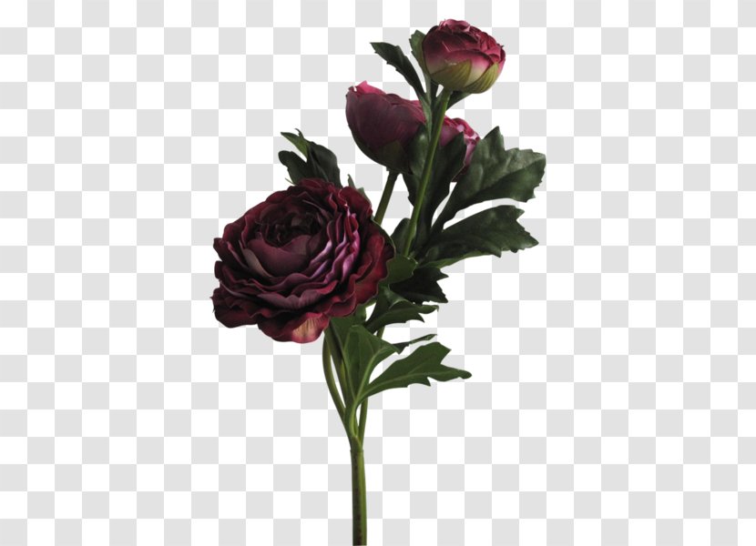 Garden Roses Cabbage Rose Floral Design Cut Flowers - Peony - Flower Transparent PNG
